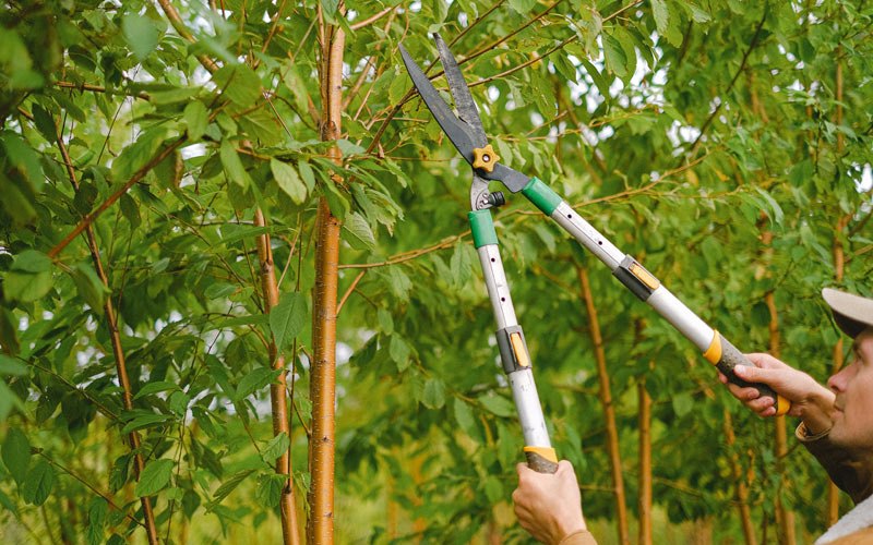 Tree trimming in Choteau, MT